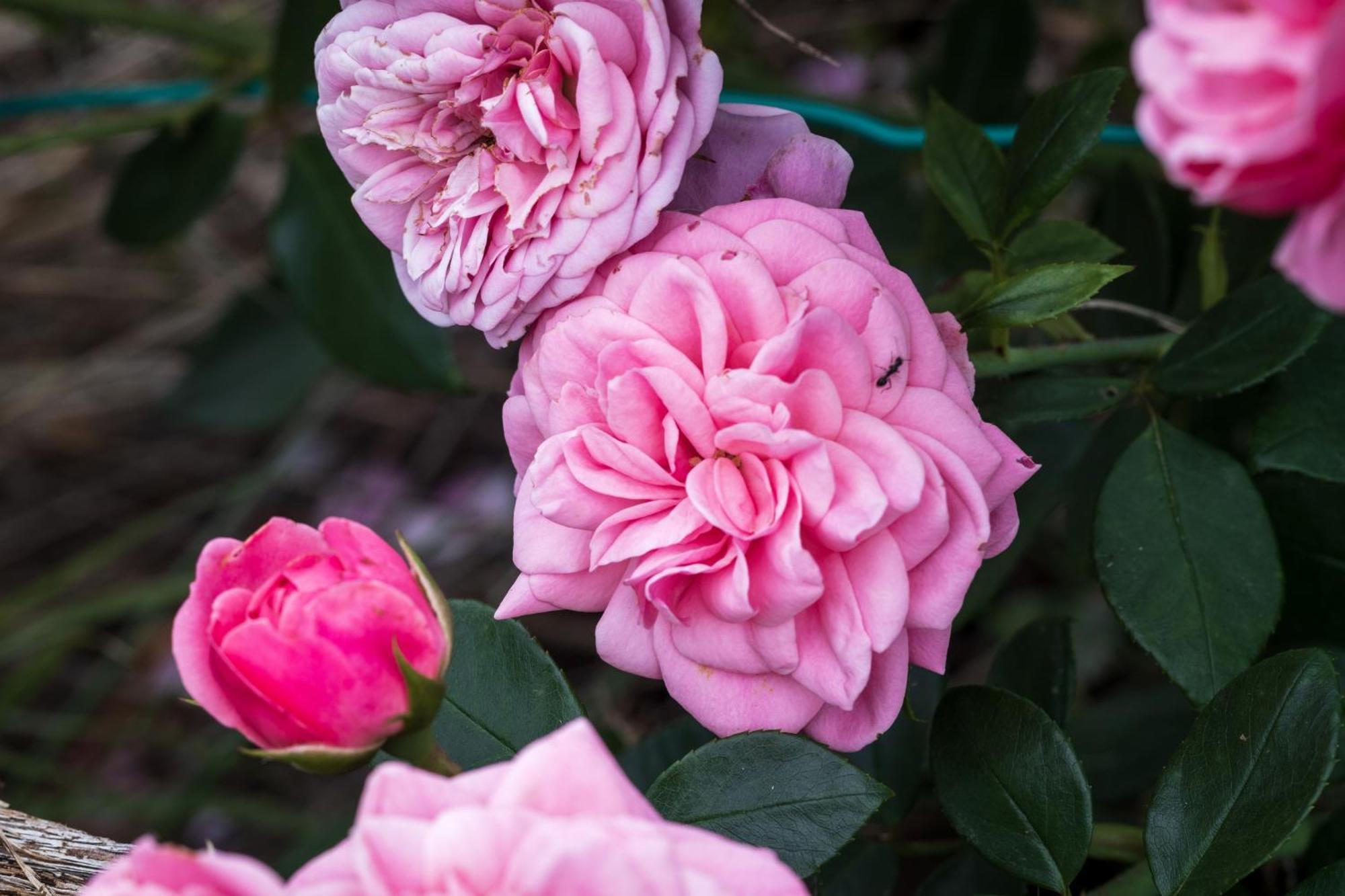 Oasi Di Mastarone - Il Vino E Le Rose Villa Momperone Luaran gambar